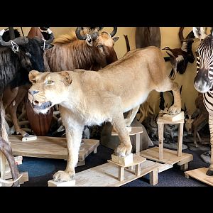 Lioness Full Mount Taxidermy