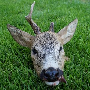 Roe Deer Hunt Austria