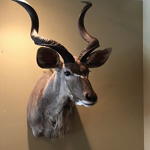 Kudu