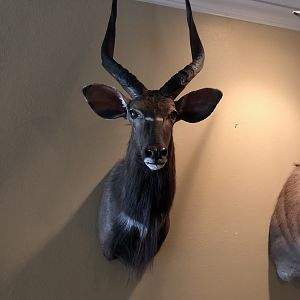 Nyala