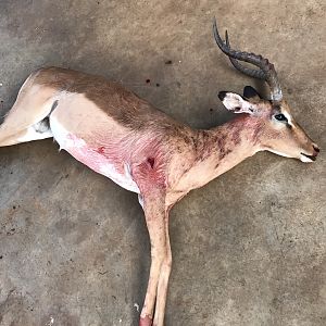 Impala Hunting in South Africa