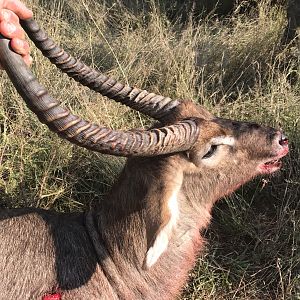 Hunt Waterbuck South Africa