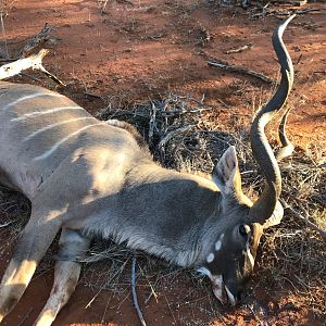 Hunting Kudu in South Africa