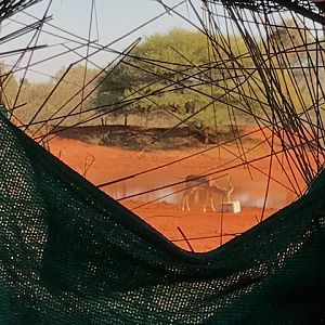 View of Impala through blind