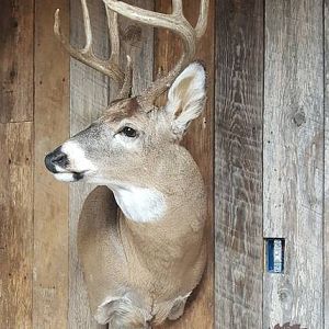 Whitetail Deer Shoulder Mount Taxidermy