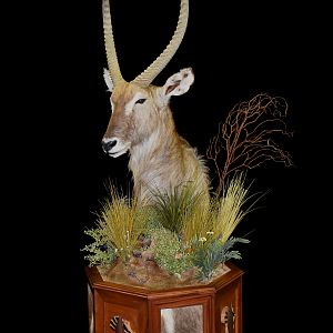 Waterbuck Shoulder Mount Pedestal Taxidermy