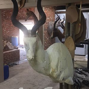 Kudu Shoulder Mount Taxidermy