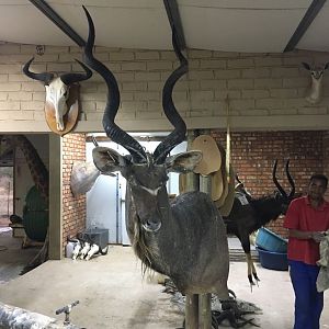 Kudu Shoulder Mount Taxidermy