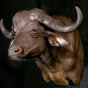 Cape Buffalo Shoulder Mount Taxidermy