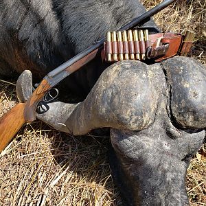 Cape Buffalo Hunt in Tanzania