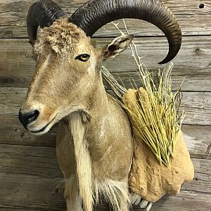 Aoudad Shoulder Mount Taxidermy