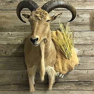 Aoudad Shoulder Mount Taxidermy