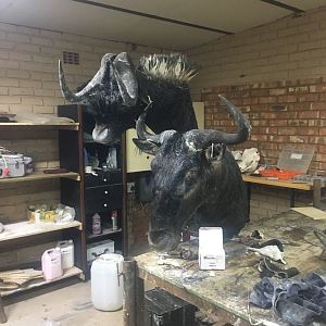 Black & Blue Wildebeest Shoulder Mount Taxidermy