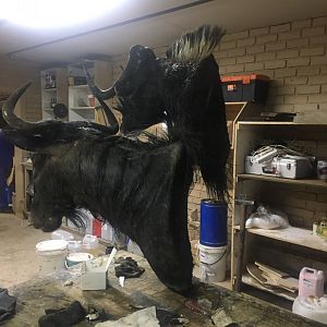 Black & Blue Wildebeest Shoulder Mount Taxidermy