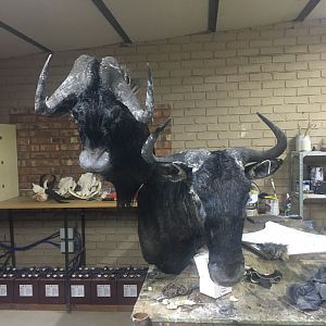 Black & Blue Wildebeest Shoulder Mount Taxidermy