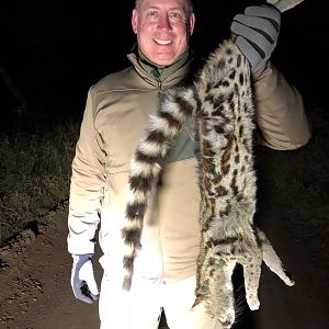 Hunt Serval Cat Zimbabwe