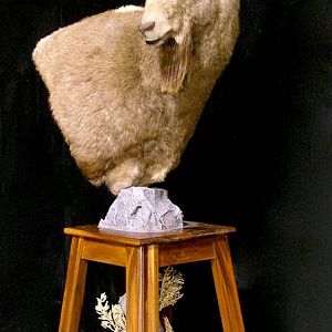 Asian Ibex Pedestal Shoulder Mount Taxidermy