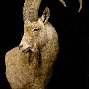 Asian Ibex Pedestal Shoulder Mount Taxidermy