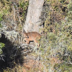 Bushbuck South Africa