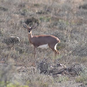 Steebok South Africa