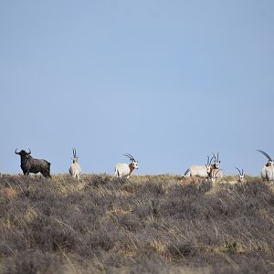 Blue Wildebeest & Scimitar Oryx South Africa