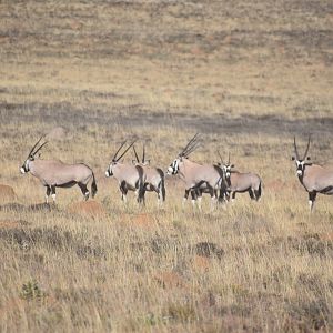 Gemsbok South Africa