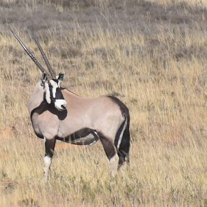 Gemsbok South Africa