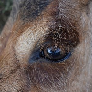 Red Hartebeest Hunt in South Africa