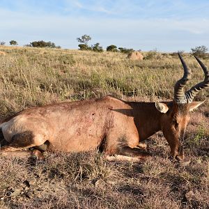 Hunt Red Hartebeest South Africa