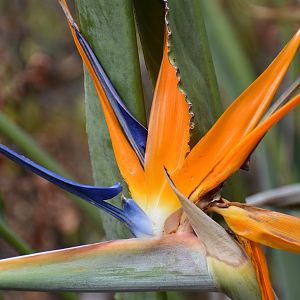 Strelitzia or Bird of paradise flower South Africa