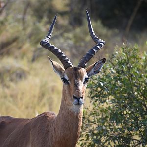 Impala South Africa