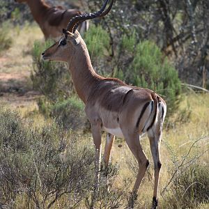 Impala South Africa