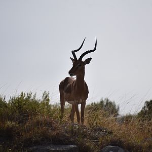 Impala South Africa