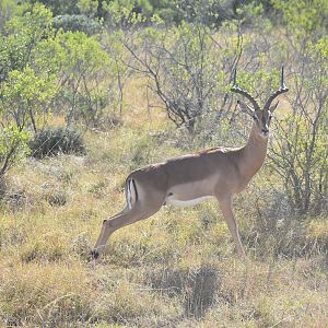 Impala South Africa