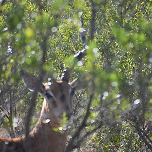 Impala South Africa