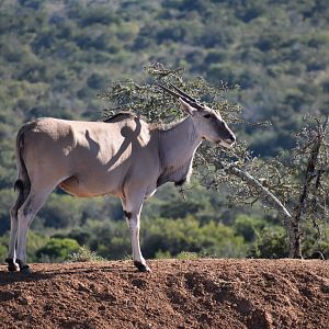 Eland South Africa