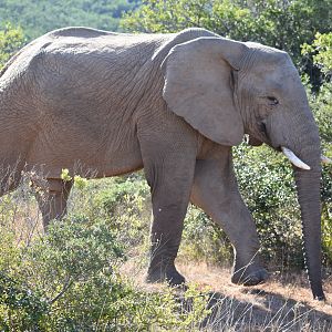 Elephant South Africa