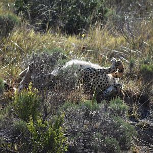 Cheetah South Africa