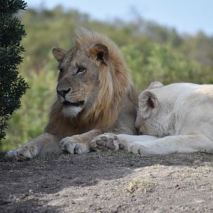 Lions South Africa