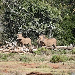 Warthog South Africa