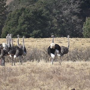 Ostrich South Africa