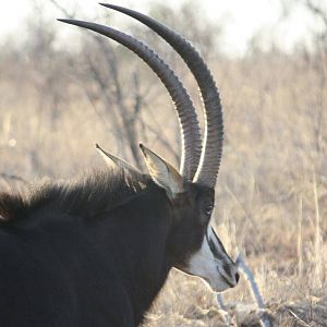 Sable Antelope South Africa