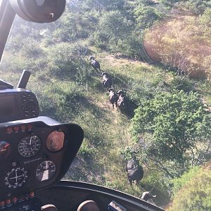 View of Cape Buffalo from the air