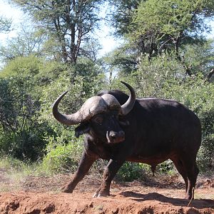 Cape Buffalo South Africa