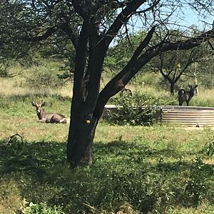 Waterbuck Youngsters South Africa