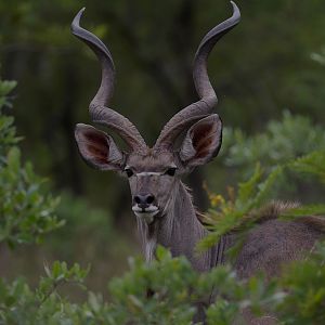 Kudu South Africa