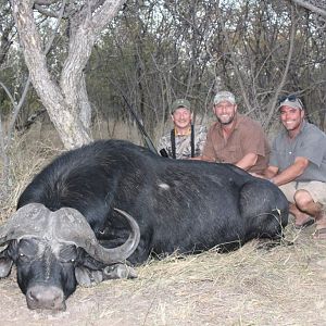 Cape Buffalo Hunting in South Africa