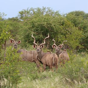 Kudu South Africa