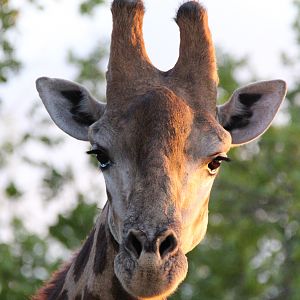 Giraffe South Africa