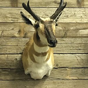 Pronghorn Shoulder Mount Taxidermy